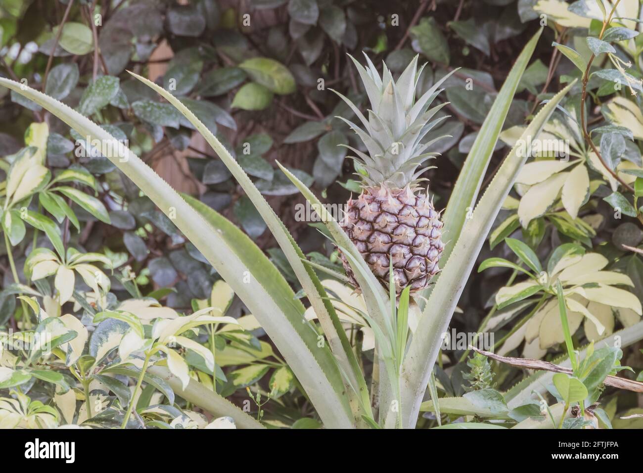 Growing pineapple aka Ananas comosus tropical plant from the Bromeliaceae  family. South American cultivated in Palm Beach Florida near Broward County  Stock Photo - Alamy