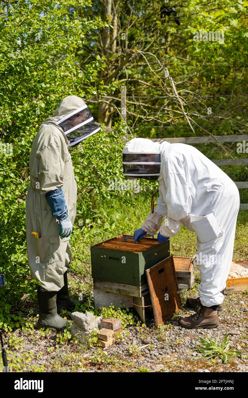 Two beekeepers in white and olive bee suits opening a bee hive for an inspection, handling bee's, checking the hive, bee inspection, bee keeper duties Stock Photo