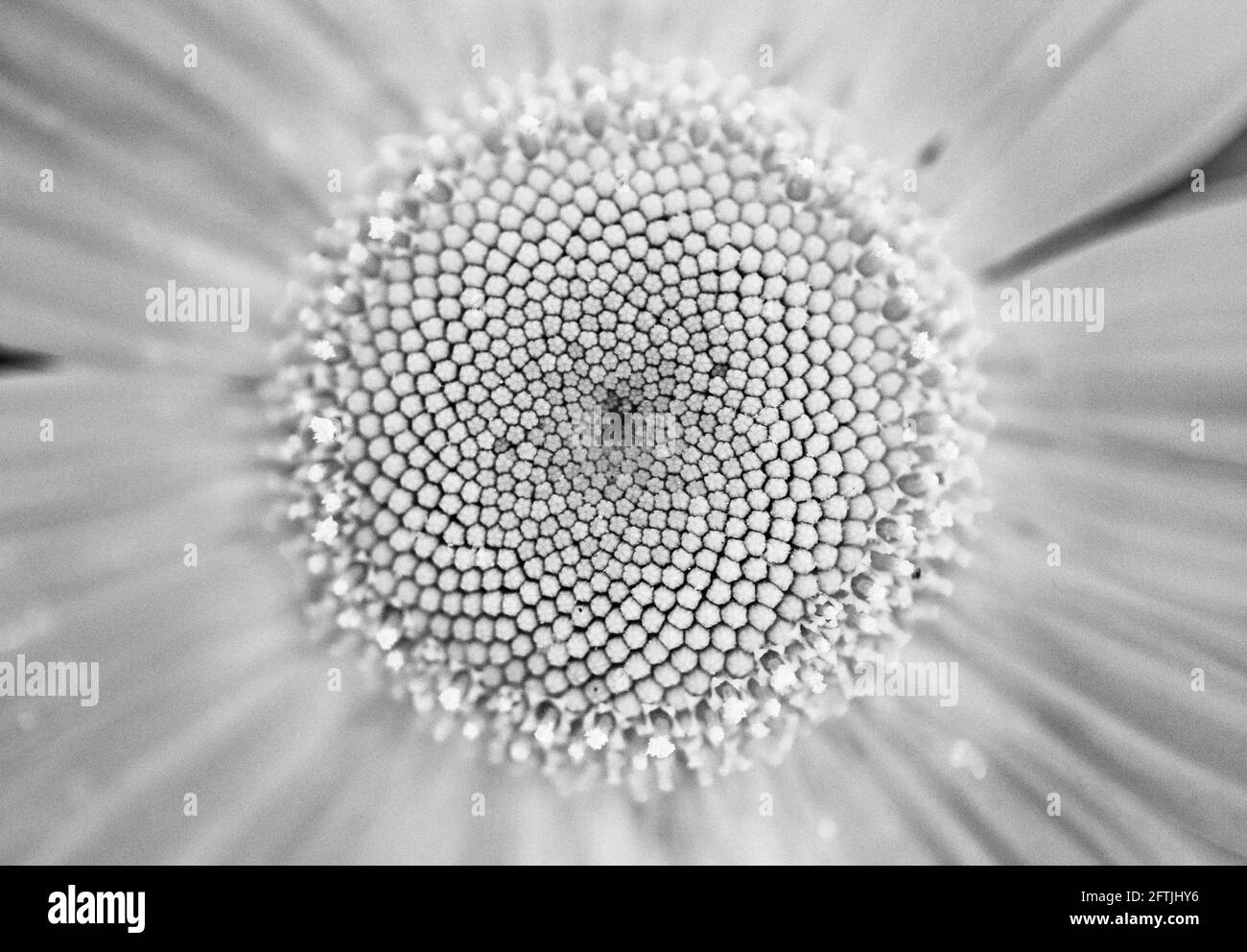 A macro shot of a daisy (Bellis perennis) reveals its spiraling, fibonacci center Stock Photo