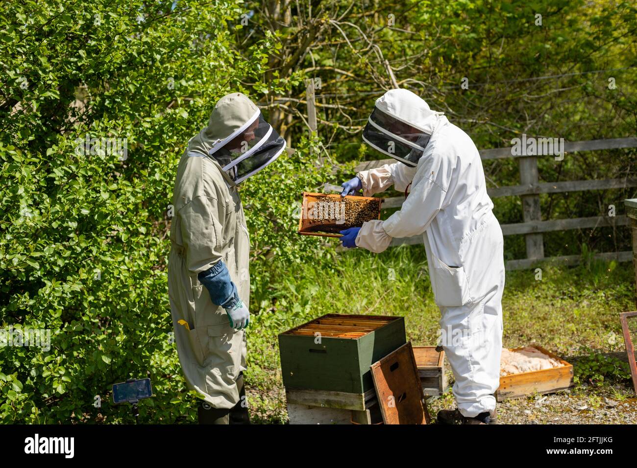 Two beekeepers in white and olive bee suits opening a bee hive for an inspection, handling bee's, checking the hive, bee inspection, bee keeper duties Stock Photo