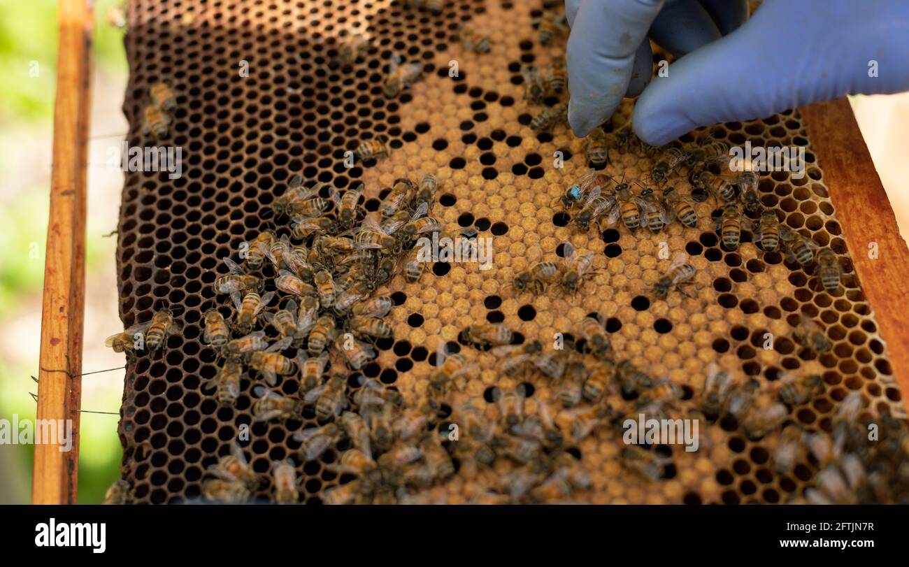 Beekeeper holding brood frame, catching queen bee, beekeeping duties, bee inspection, Imker mit Bienen, drone frame, gloved hand catching queen bee Stock Photo