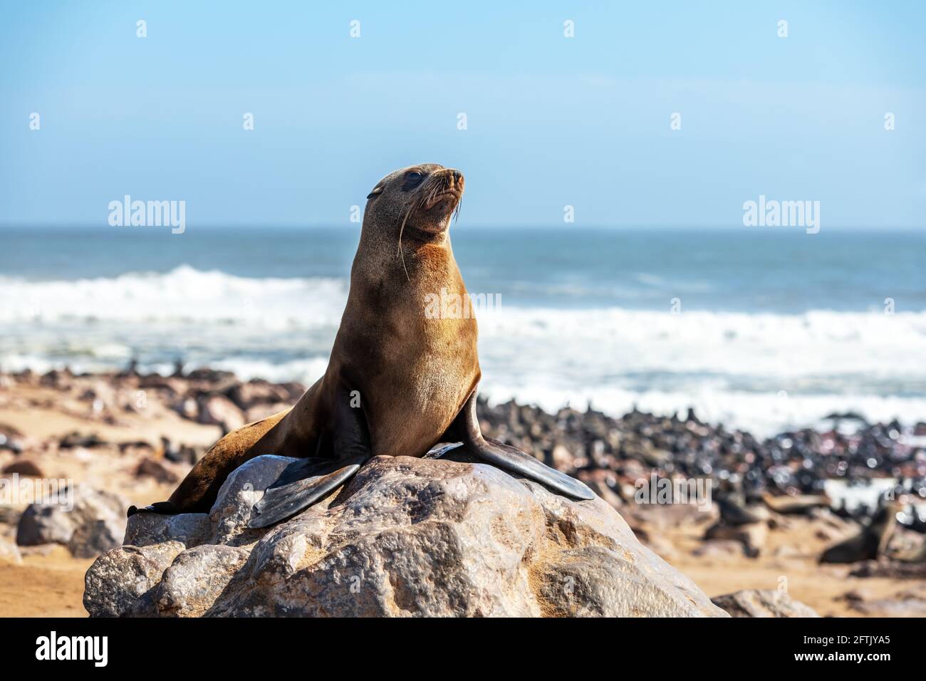 Fur seal enjoy the heat of the sun Stock Photo