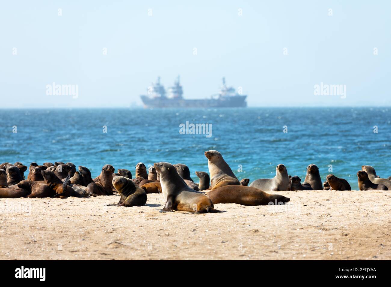 Fur seal colony enjoy the heat of the sun Stock Photo