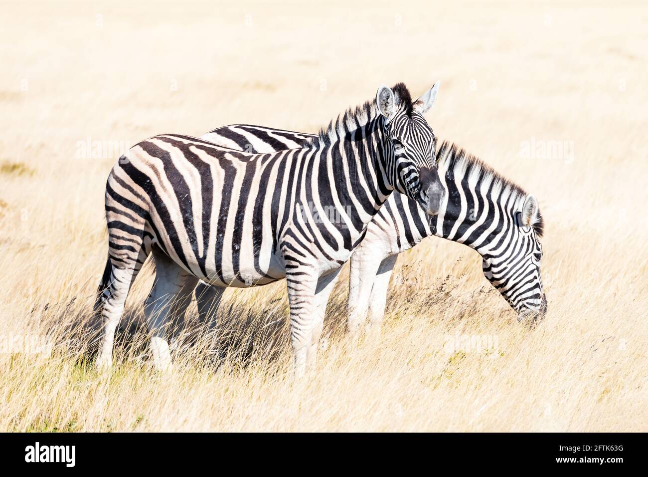 Couple of african plains zebra on the dry brown savannah Stock Photo