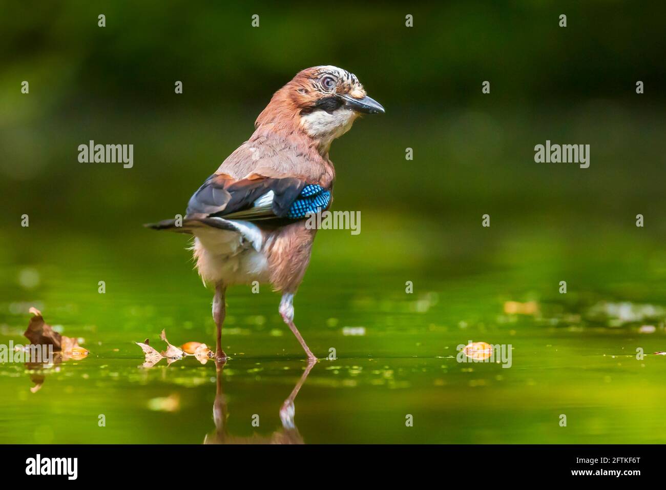 Closeup of a Eurasian jay Garrulus glandarius bird drinking, washing, preening and cleaning in water. Selective focus and low poit of view Stock Photo