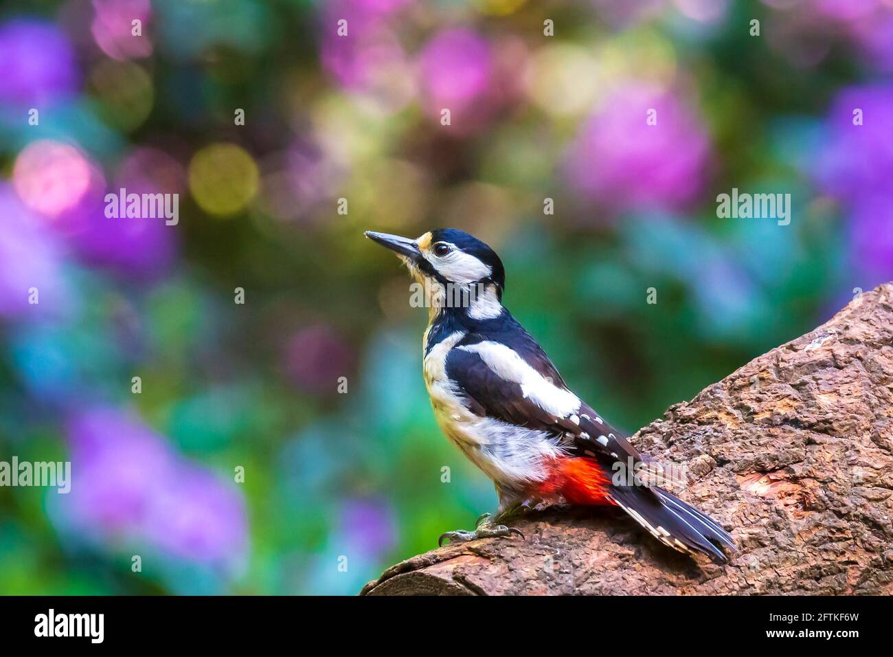 Closeup of a great spotted woodpecker bird, Dendrocopos major, perched in a forest in Summer season Stock Photo