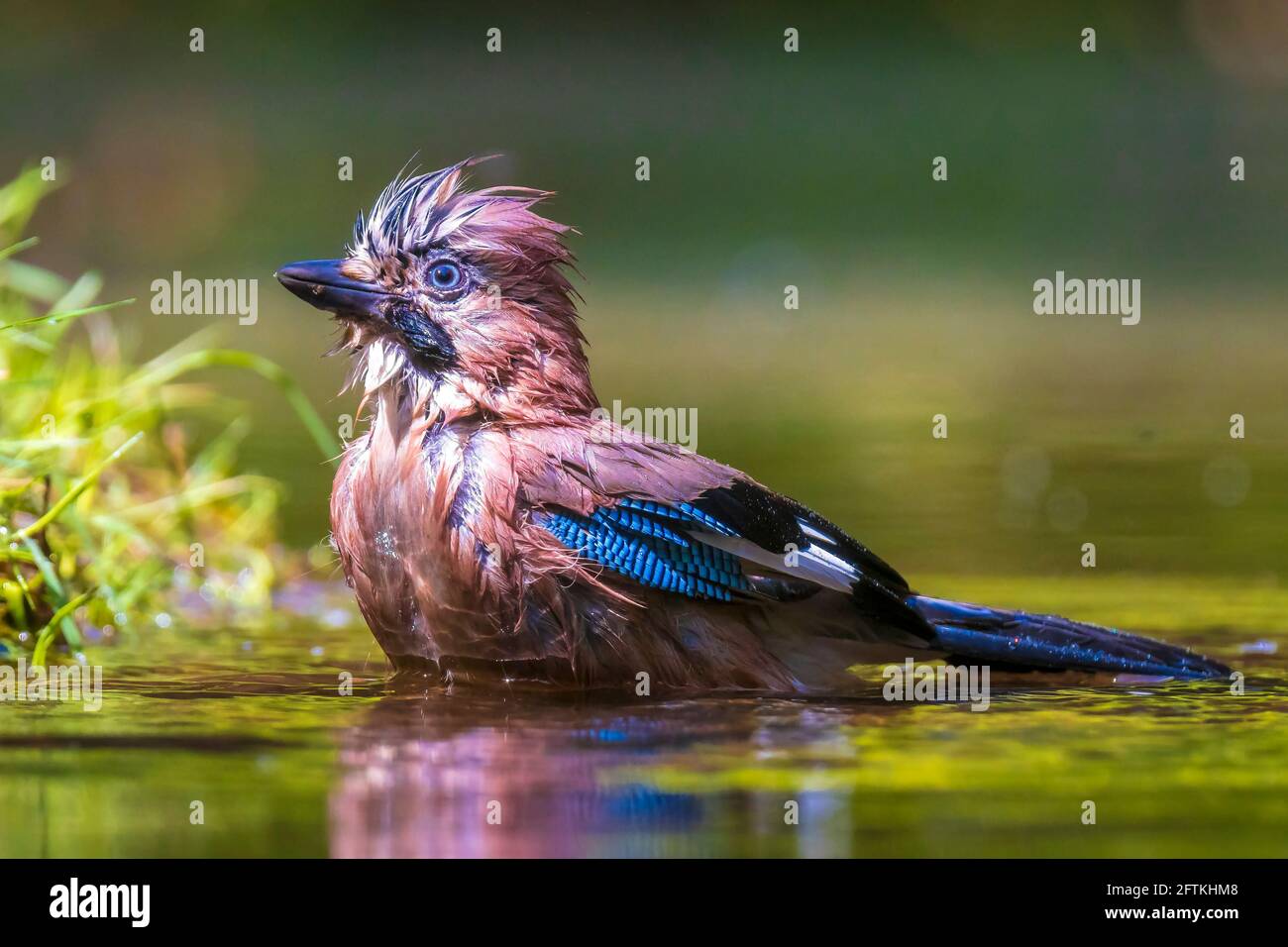 Closeup of a wet Eurasian jay bird Garrulus glandarius washing, preening and cleaning in water. Selective focus and low poit of view Stock Photo