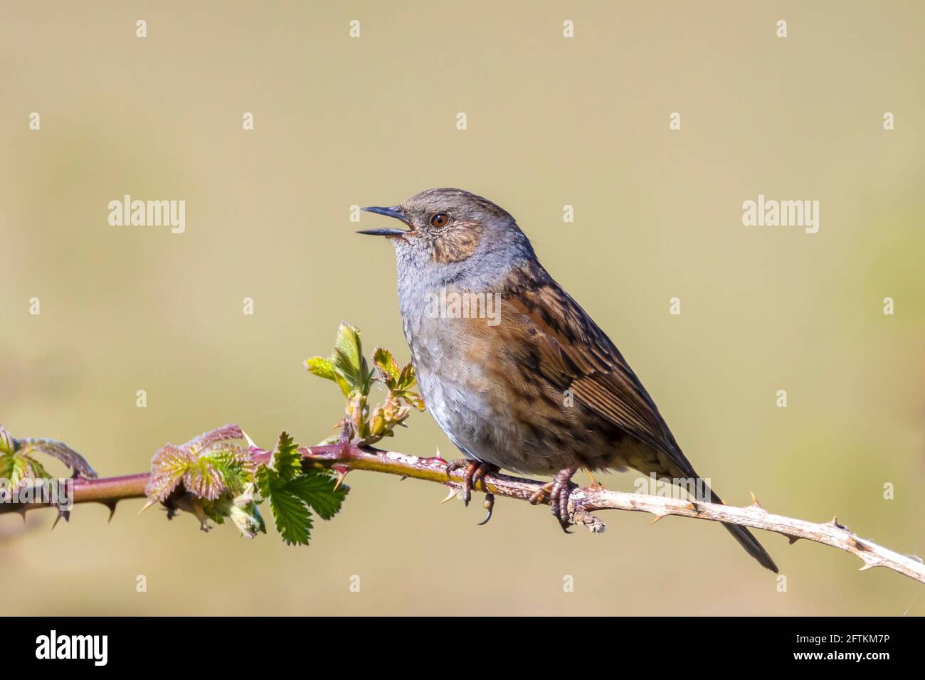 Close-up of a Dunnock, Prunella modularis, bird in a tree display and singing a early morning song during Springtime to attract a female. Stock Photo