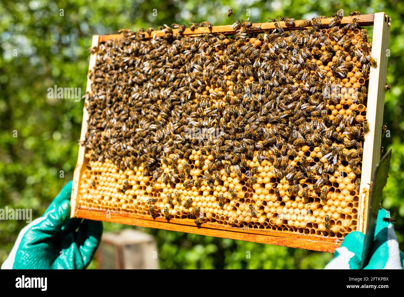 Two hands in gloves holding brood frame with bee's, beekeeping duties, opening the hive, bee inspection, Imker mit Bienen Stock Photo