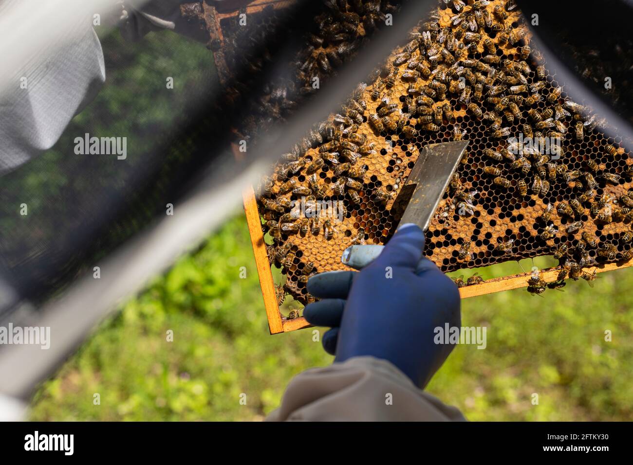 Beekeeper inspecting brood frame with bee's, pointing hive tool at brood, beekeeping duties, opening the hive, bee inspection, Imker mit Bienen Stock Photo