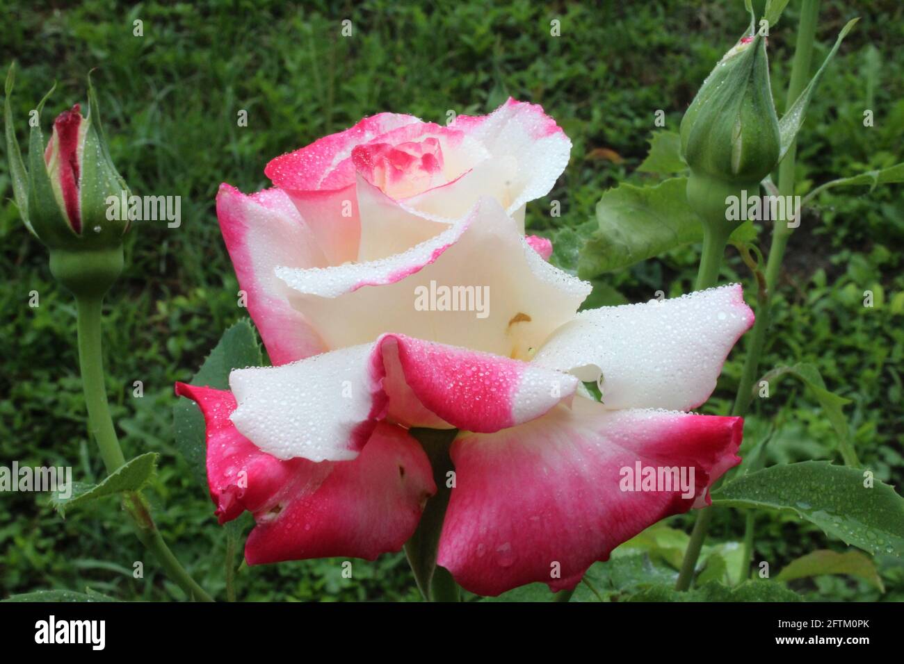 White rose growing plant close up hi-res stock photography and images ...