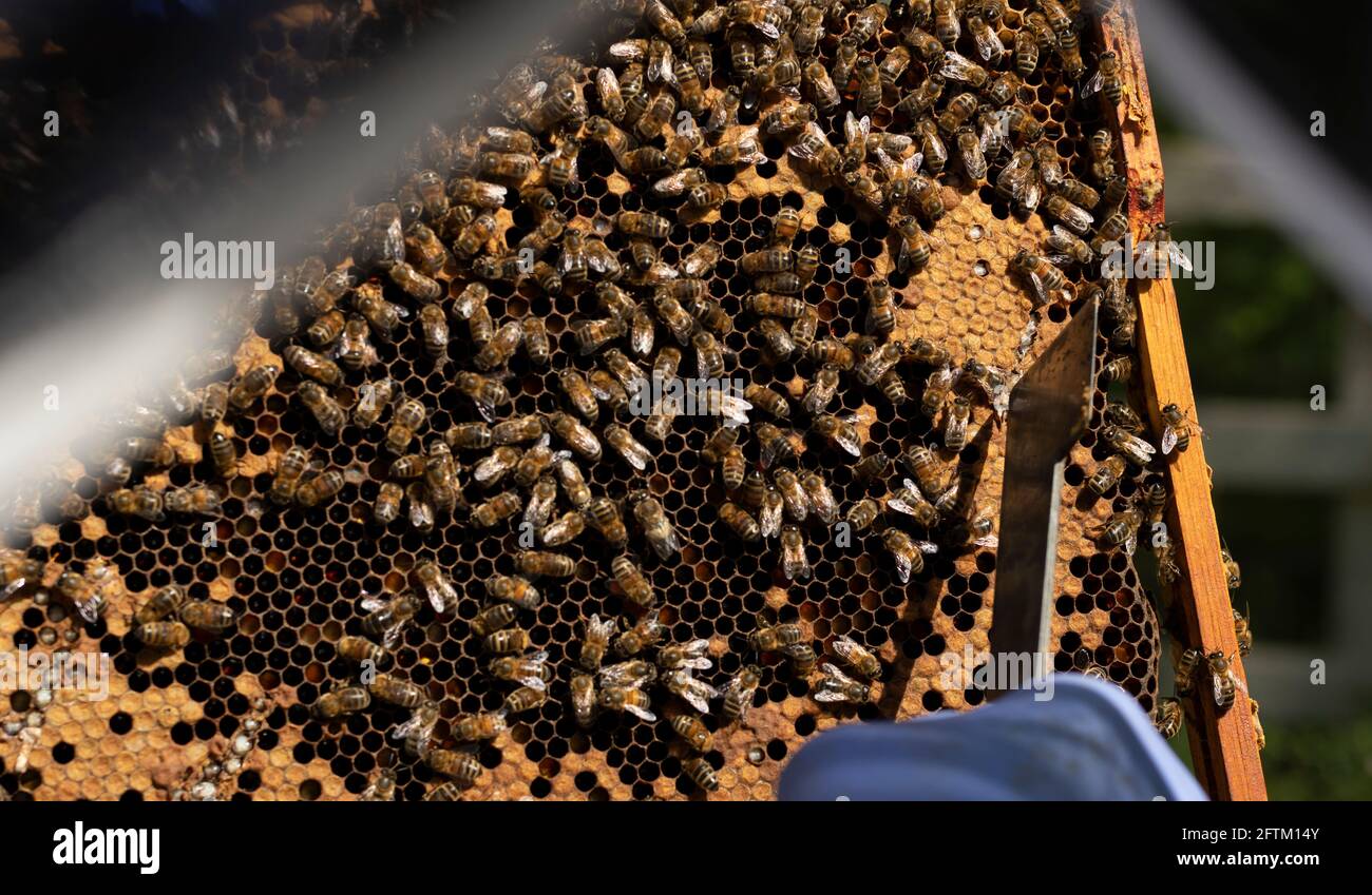 Beekeeper inspecting brood frame with bee's, pointing hive tool at brood, beekeeping duties, opening the hive, bee inspection, Imker mit Bienen Stock Photo