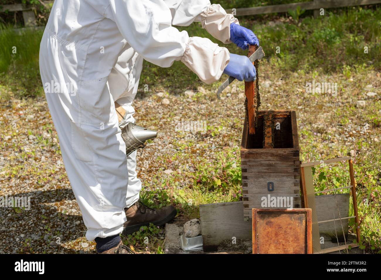 One beekeepers in white bee suit opening a bee nucleus hive for an inspection, handling bee's, checking the hive, bee inspection, beekeeping duties Stock Photo