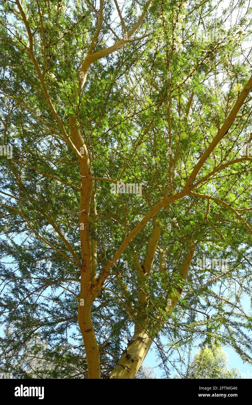 Acacia xanthophloea Stock Photo