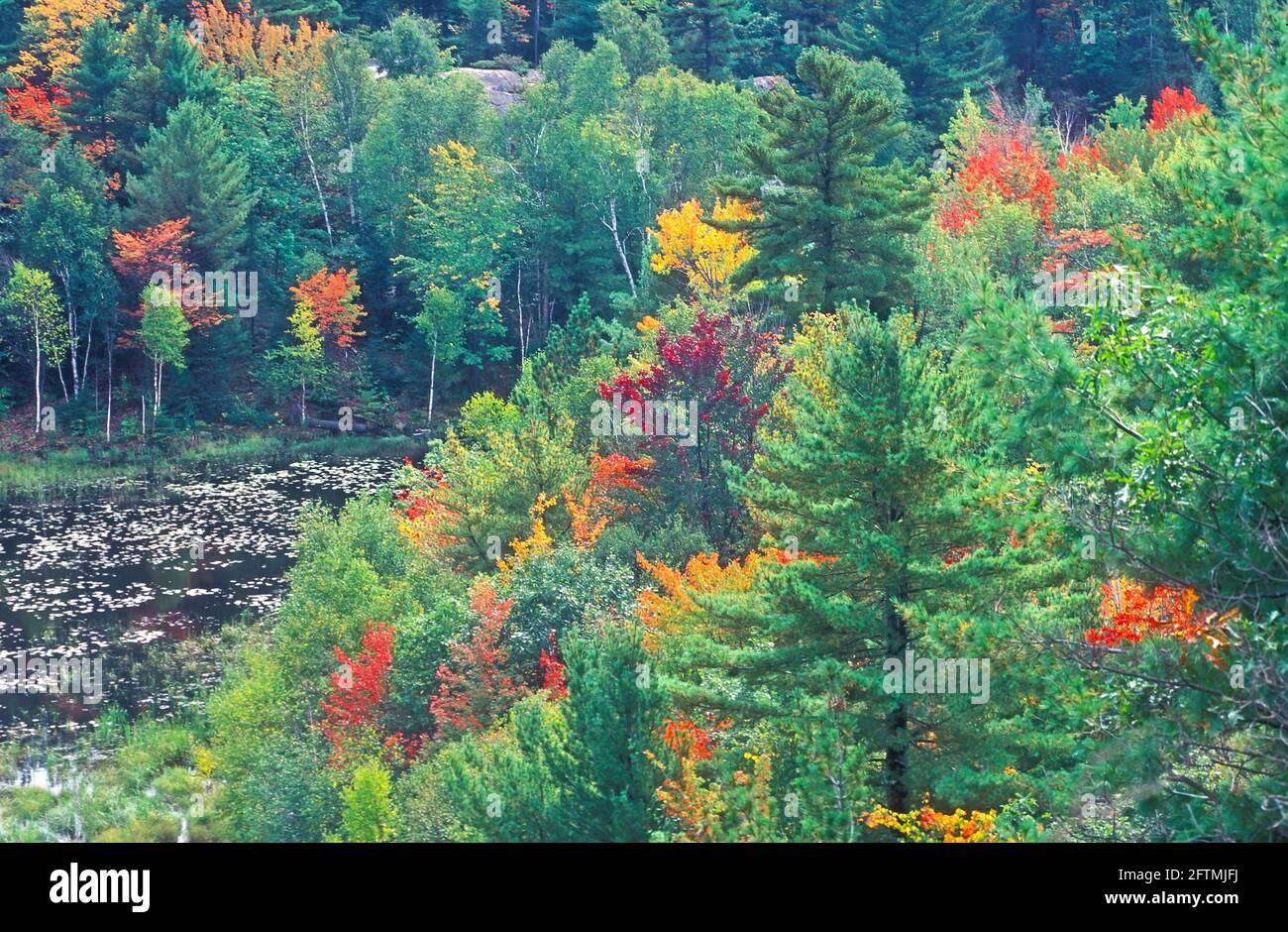 Killarney fall colors, Ontario, Canada Stock Photo Alamy