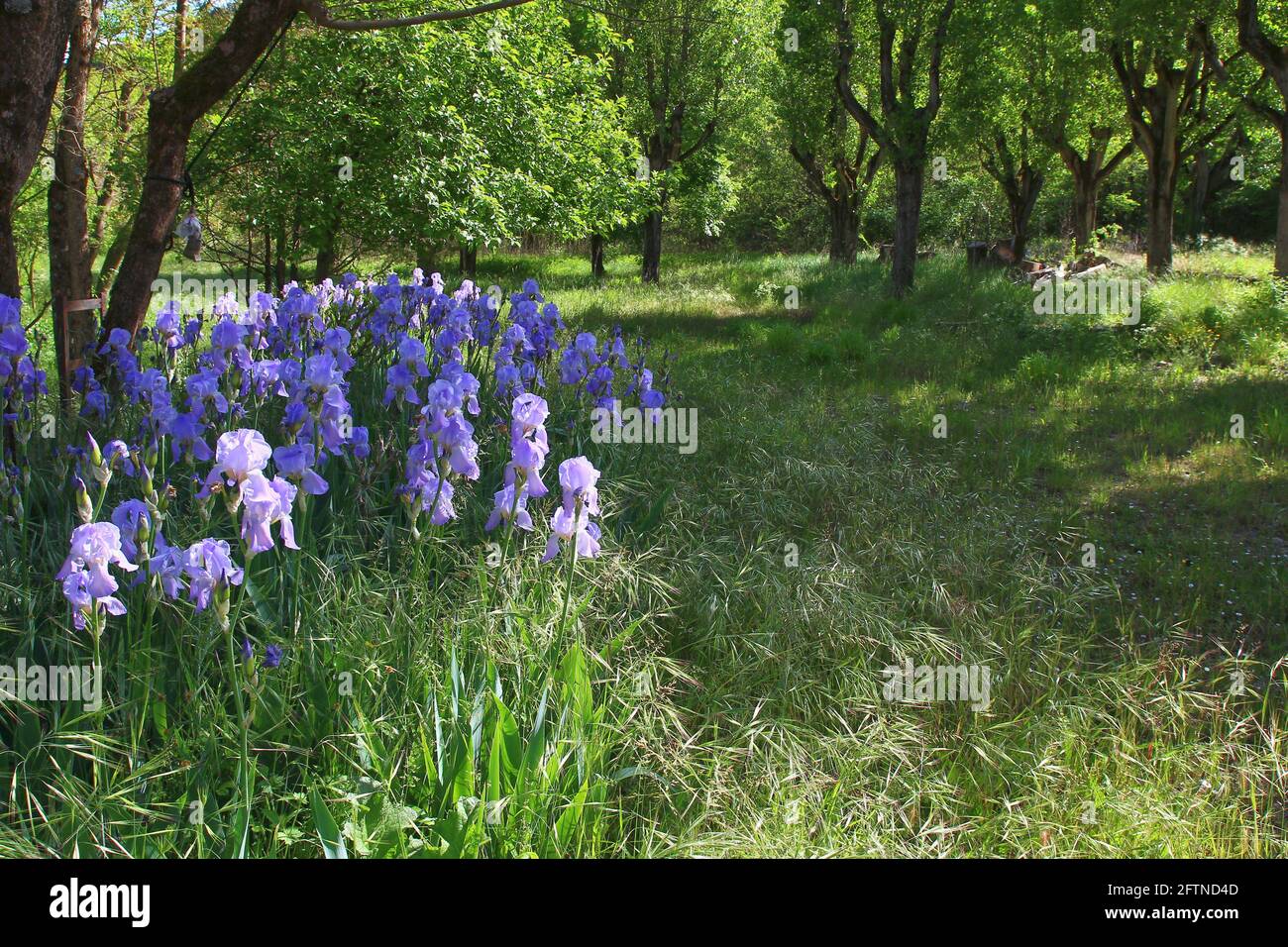 Group of purple irises on a carpet of spring grass (Gard, France) Stock Photo