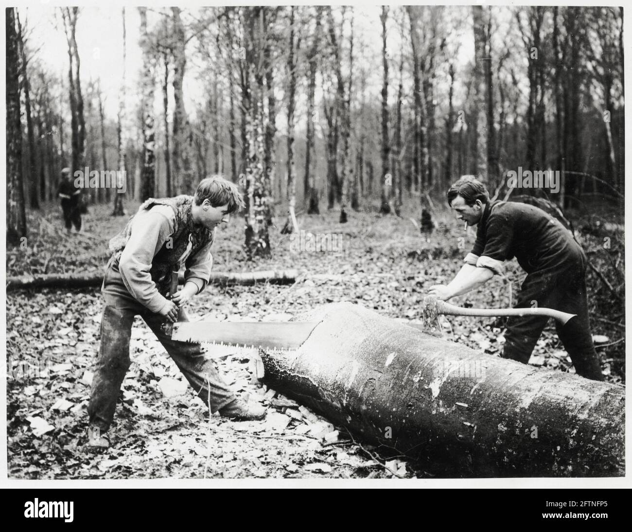 World War One, WWI, Western Front - Two men cross-cutting a tree in the forest, France Stock Photo