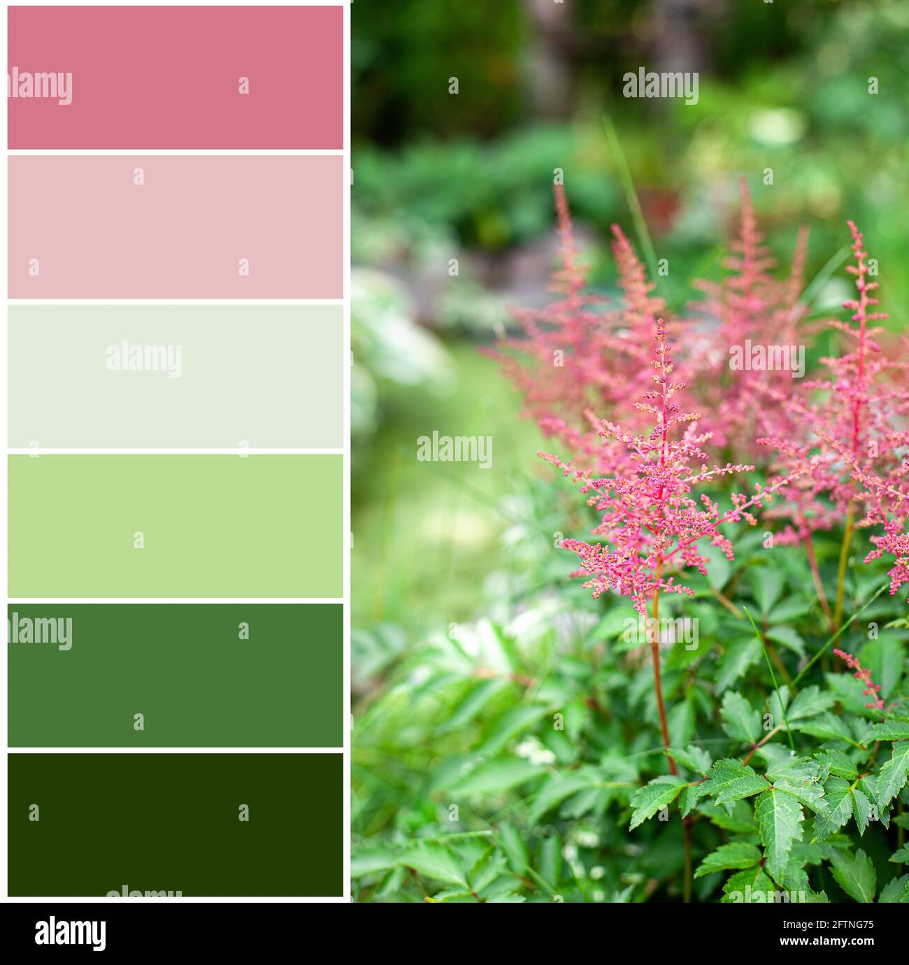 Color matching palette of pink flower of astilba on green background Stock  Photo - Alamy