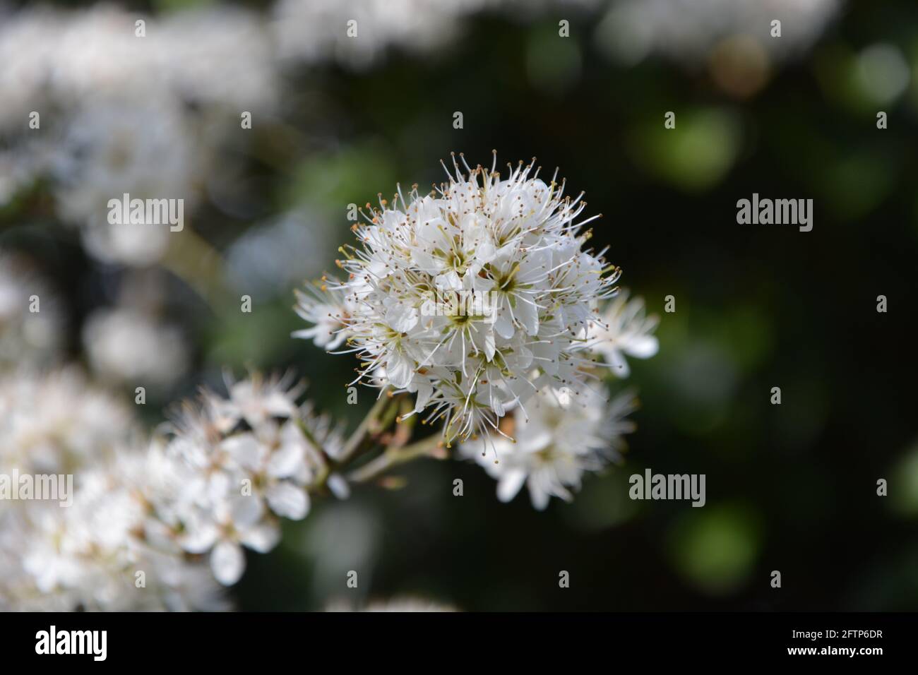 White Spring Blossom UK Stock Photo