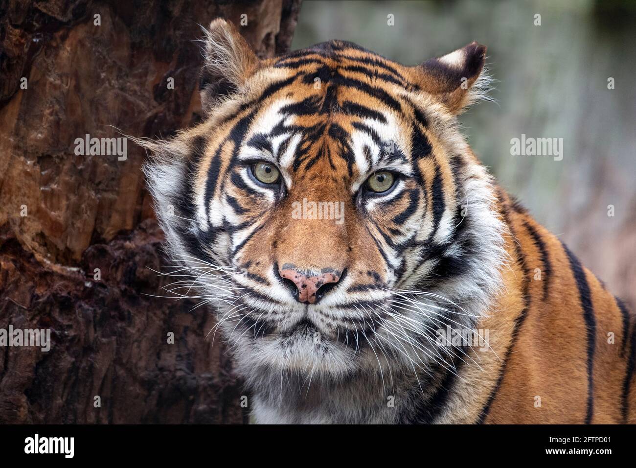 Female Sumatran tiger next to tree, staring at camera Stock Photo