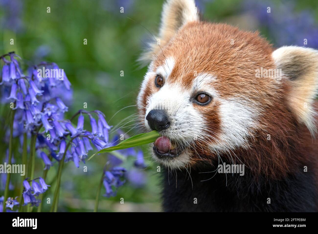Red panda with bluebells Stock Photo