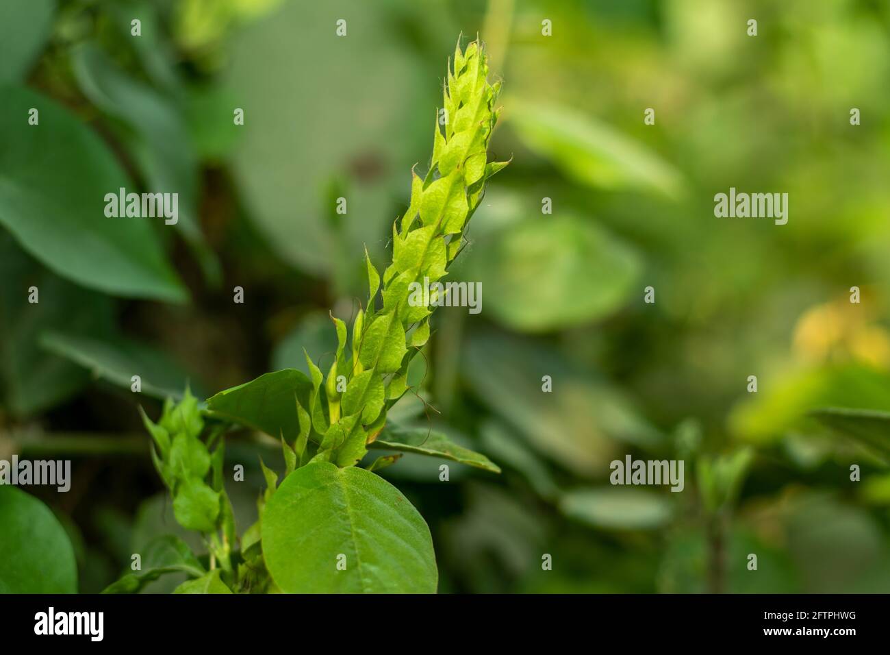 A nice green White shrimp plant or a wild decorated grass plants Stock Photo