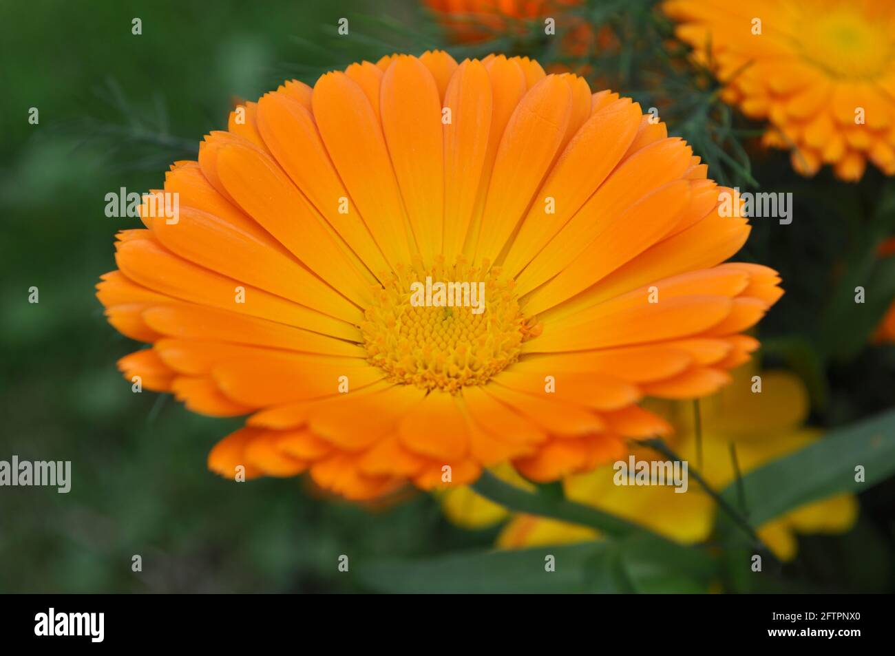 Orange zinnia flower closeup in nature with a blurred bokeh background.  Dramatic summer annual flower popular in gardens. Stock Photo