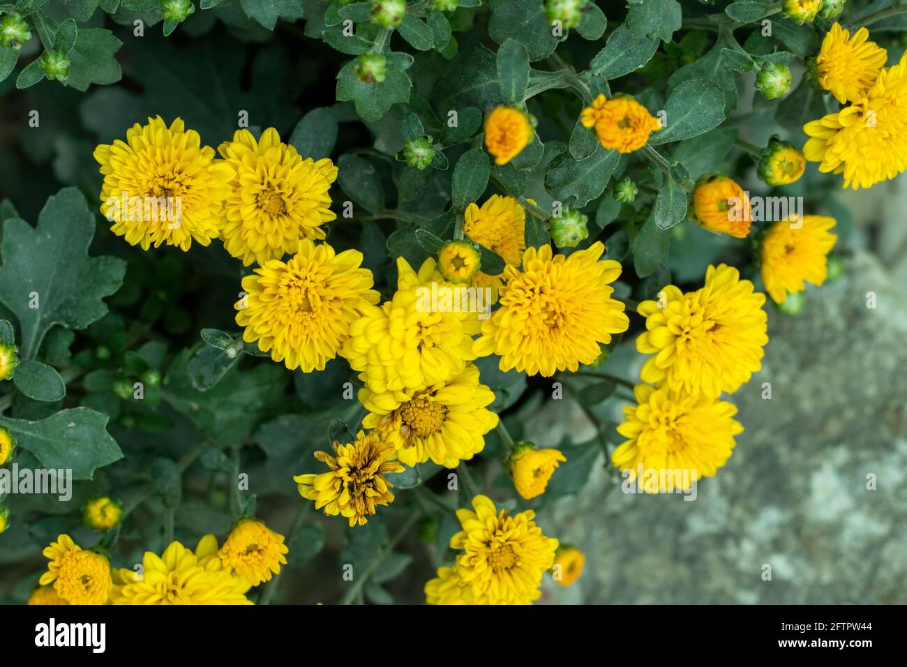 Indian Chrysanthemum Flower High Resolution Stock Photography and