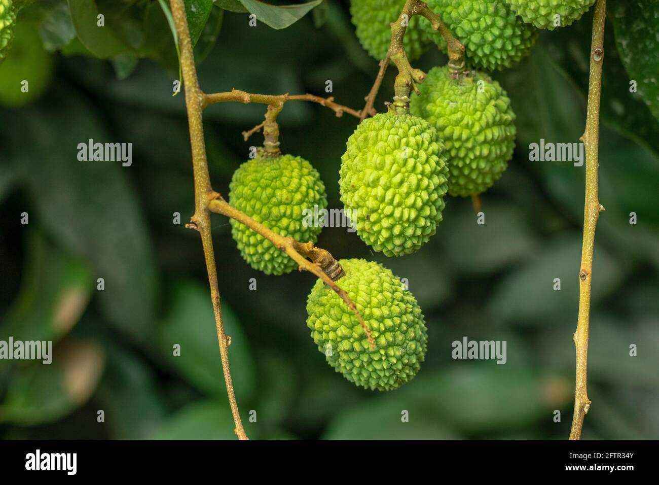 Green litchi or lychee which is a seasonal fruit and very sweet delicious when it ripe Stock Photo