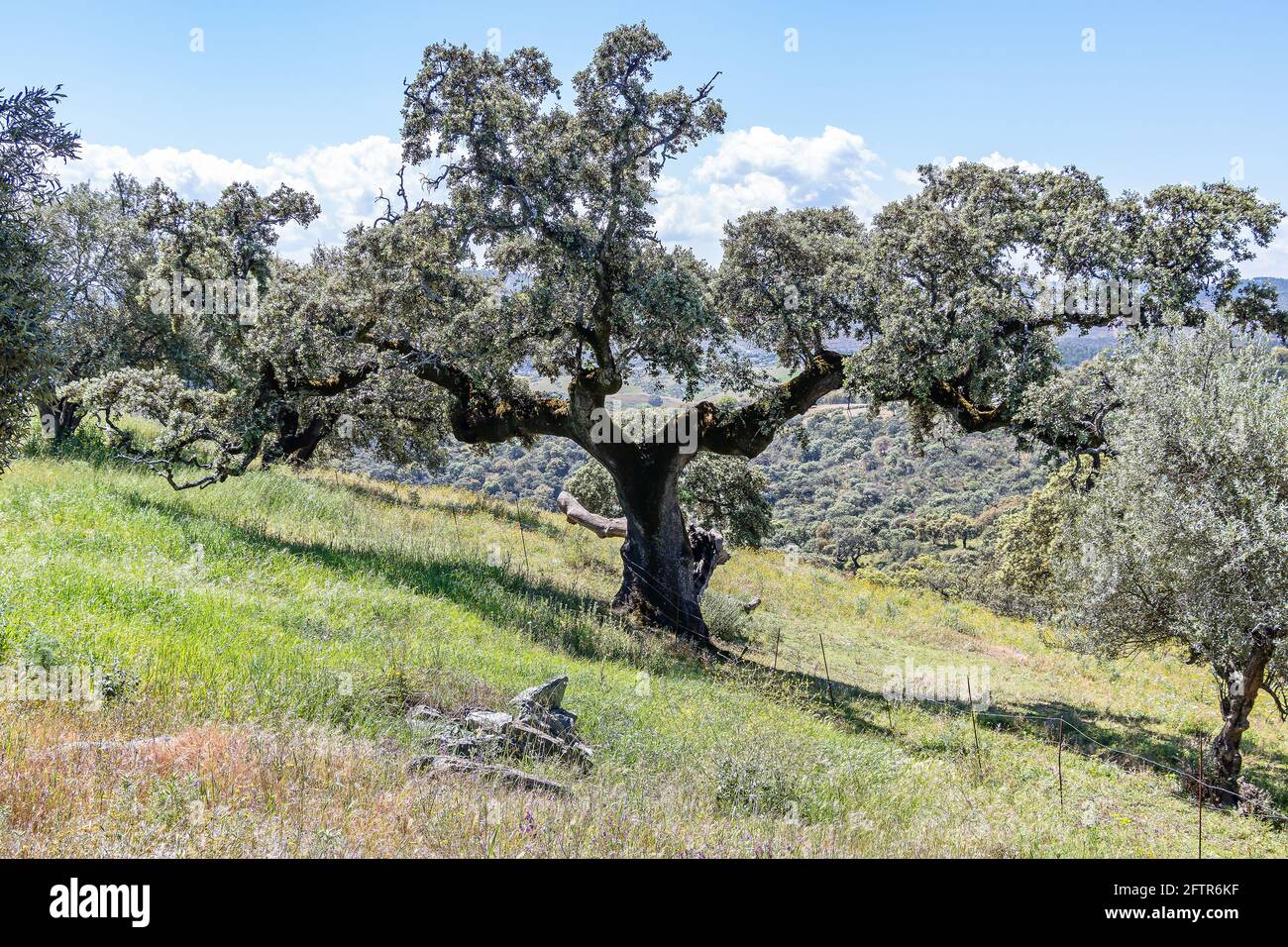 Cork trees extremadura spain hires stock photography and images Alamy