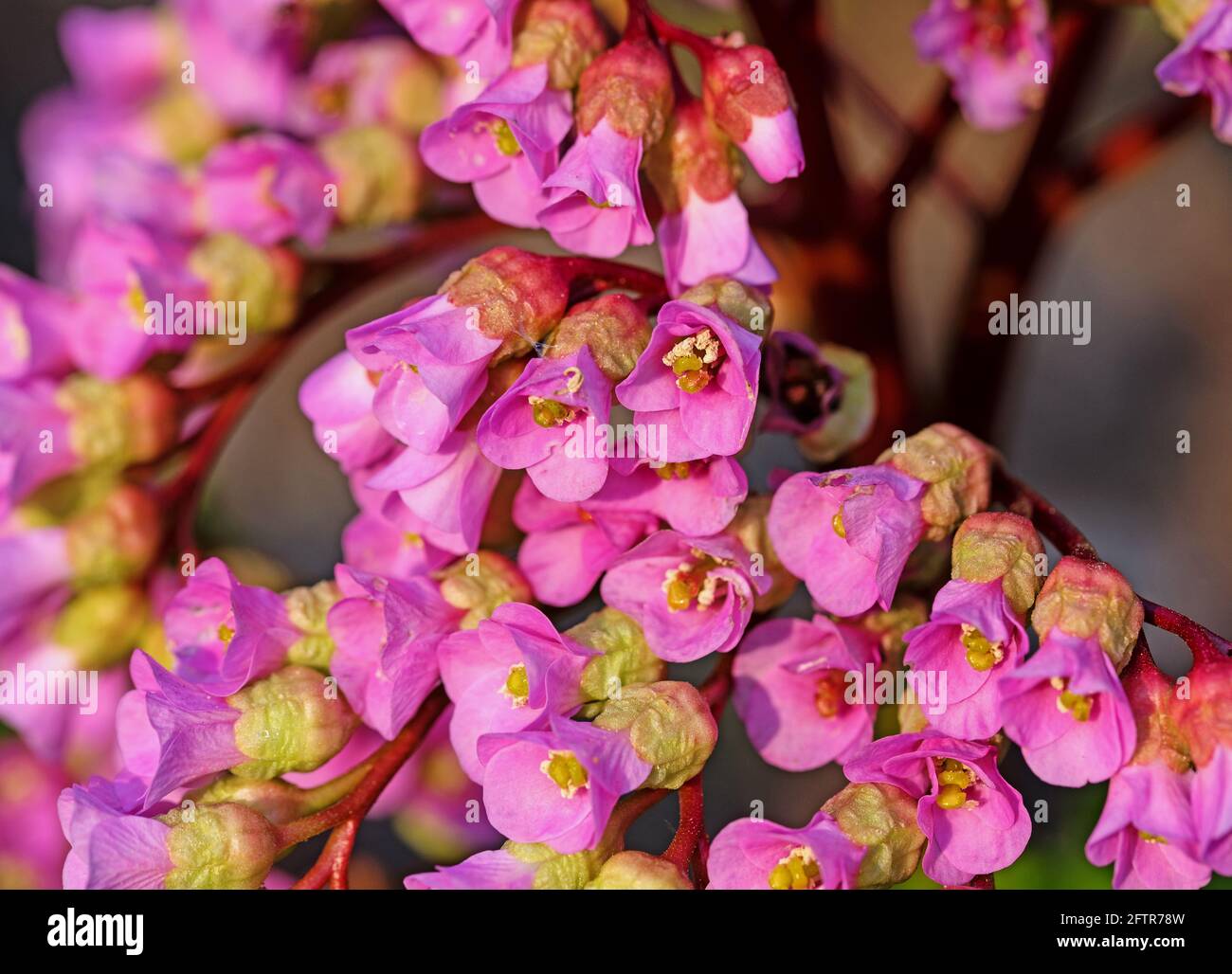 Violet blooming  bergenia in spring Stock Photo