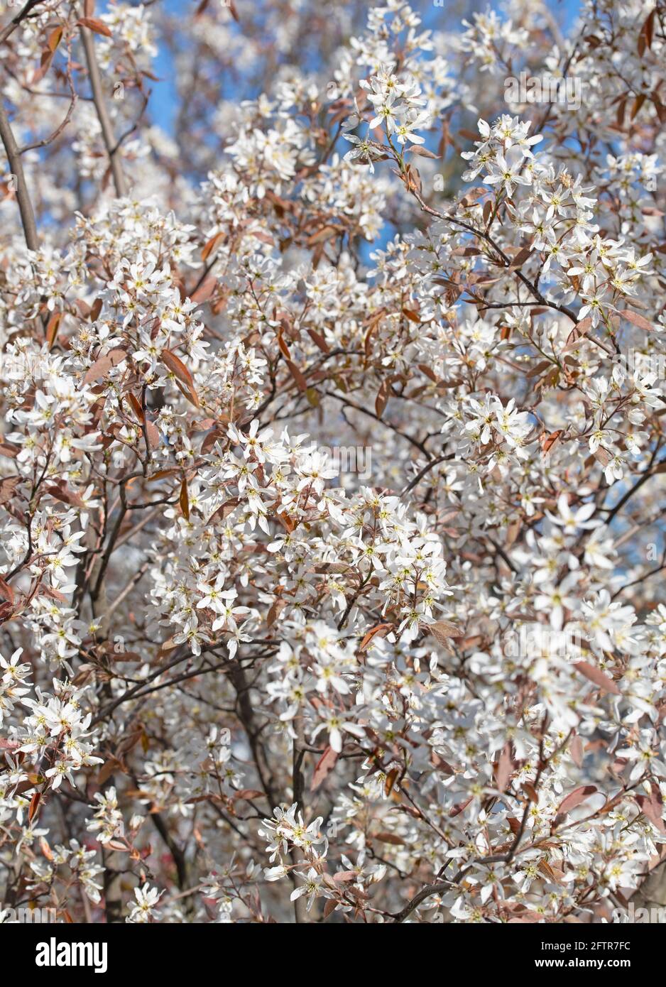 Bloosoms of the rock pear, Amelanchier lamarckii, in spring Stock Photo