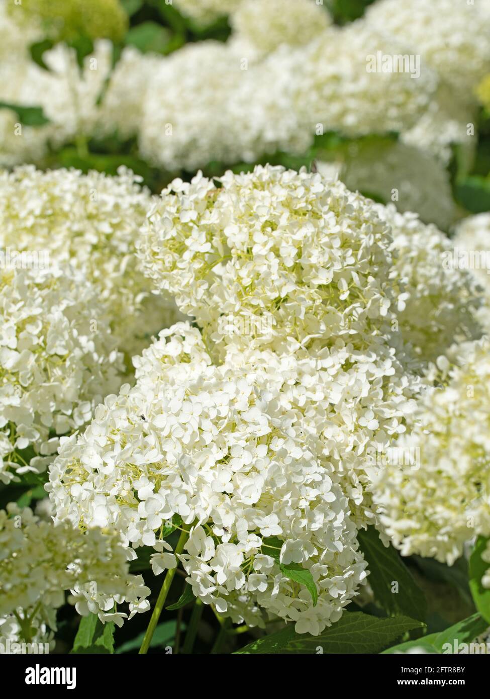 Hydrangeas flowering hi-res stock photography and images - Alamy