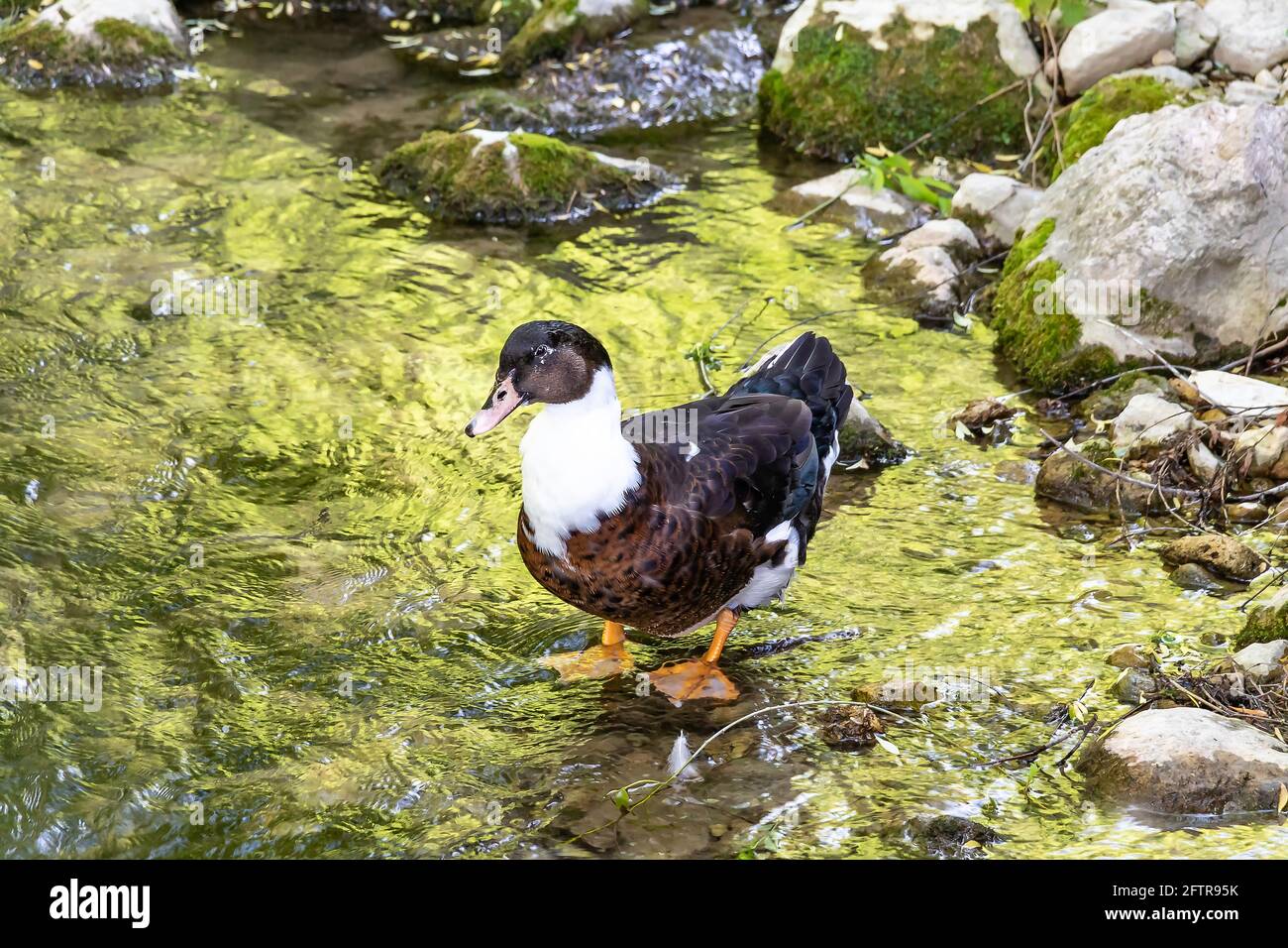 Duclair Duck in the Cerezuelo River in the town of Cazorla. The Duclair Duck is a dual-purpose breed of duck named after the town of Duclair in Norman Stock Photo