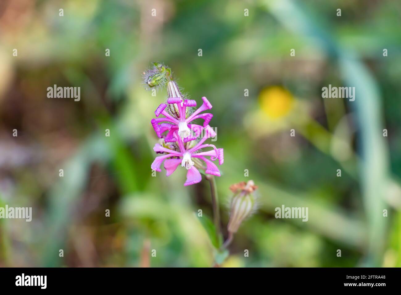 Silene colorata is a species of plant in the family Caryophyllaceae. Common names are Pink Pirouette, Dwarf Pink Star, Mediterranean Catchfly Stock Photo