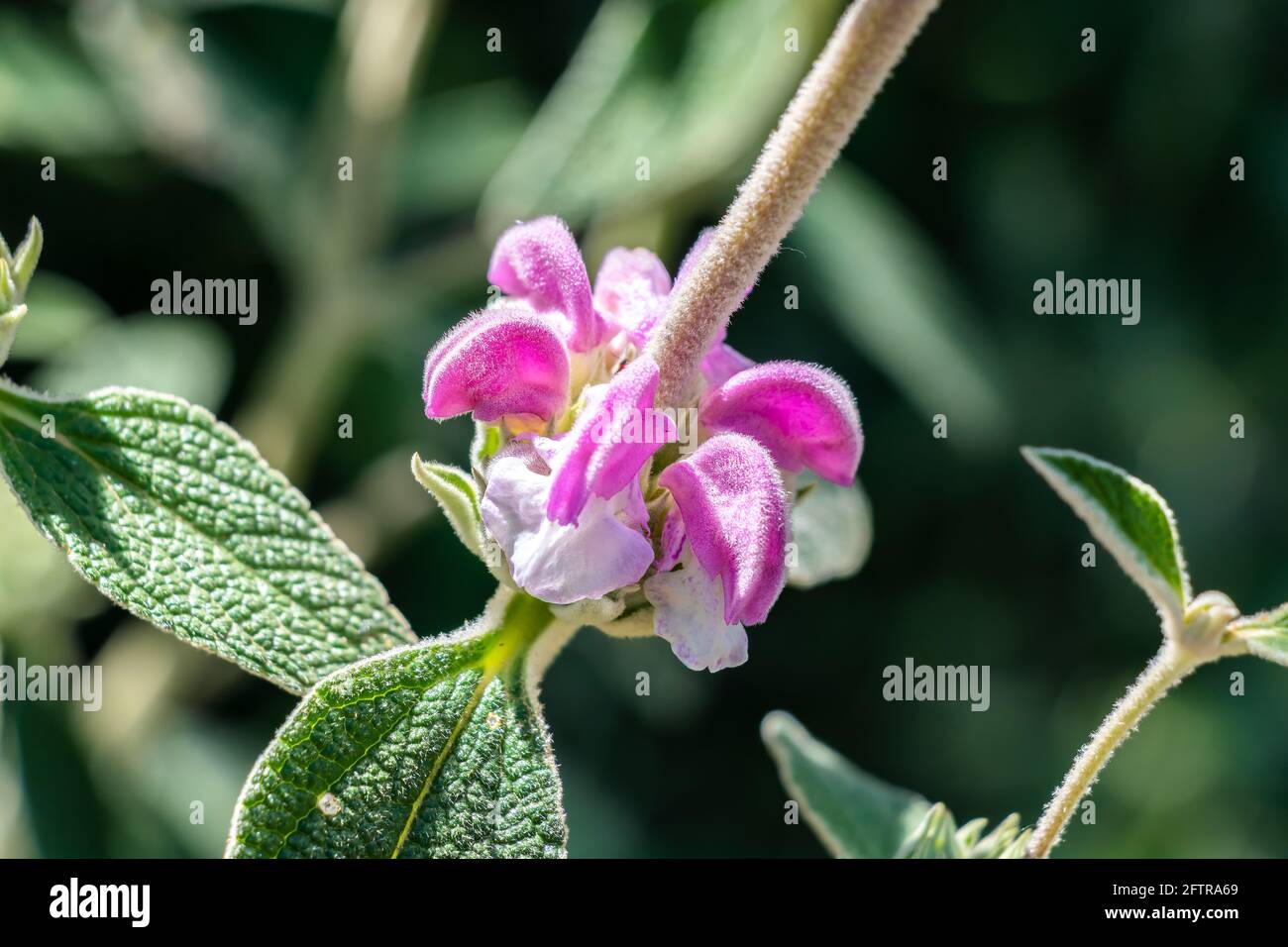 Phlomis purpurea, Purple Phlomis, a species of flowering plant of the Lamiaceae family, native to Mediterranean region. Common names are Purple Jerusa Stock Photo