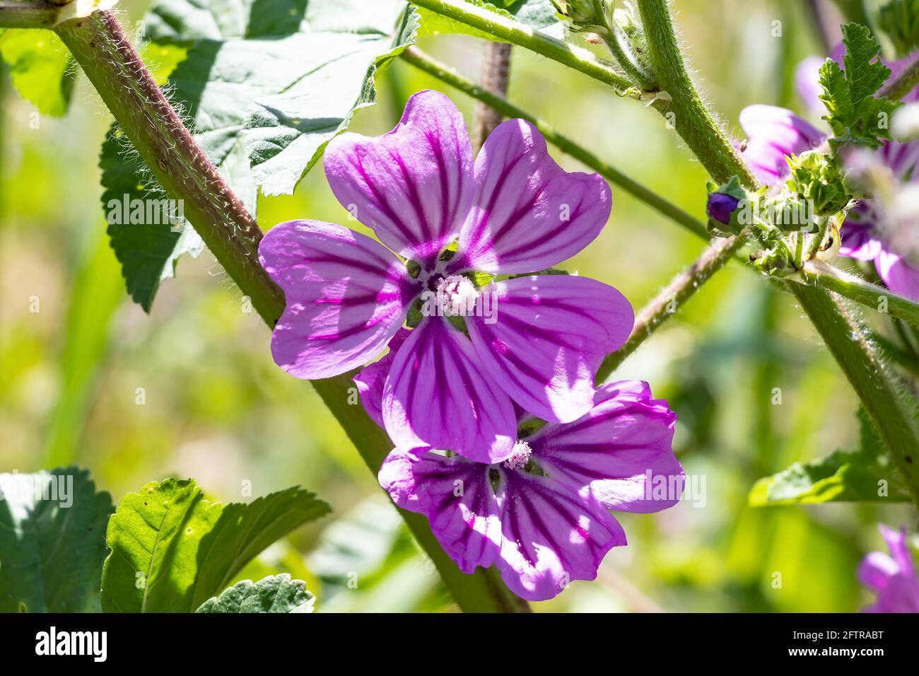 Malva sylvestris is a species of the mallow genus Malva in the family of Malvaceae. Known as common mallow, it acquired the names of cheeses, high mal Stock Photo