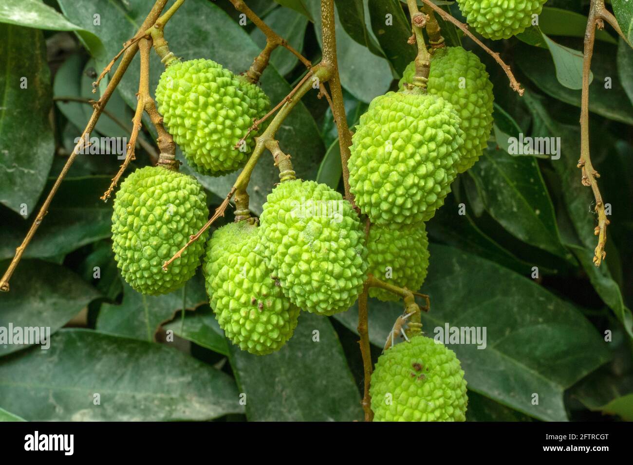 Raw green litchi which is a seasonal fruit and very sweet delicious closeup Stock Photo