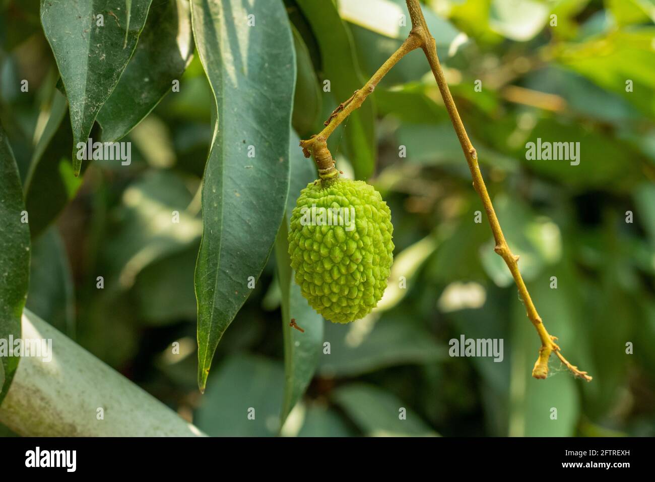 Single raw green litchi or lychee which is a seasonal fruit and very sweet delicious closeup shoot Stock Photo
