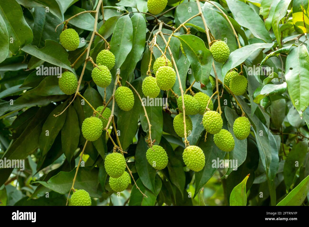 Asian fruit trees hires stock photography and images Alamy
