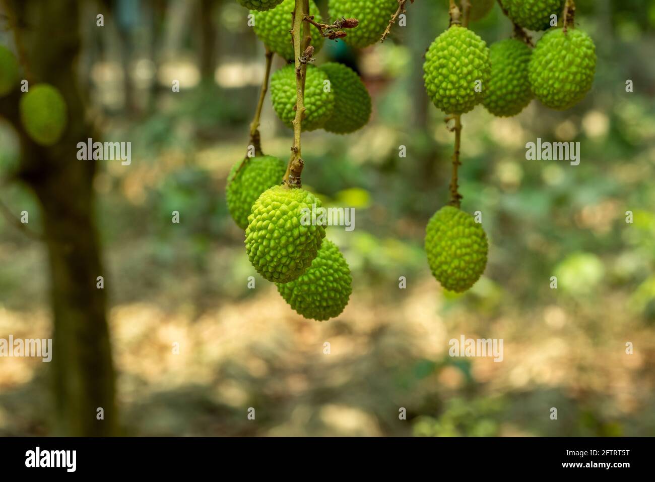 Very sour and sweet delicious green litchi or lychee which is known as a seasonal fruit in Asia Stock Photo