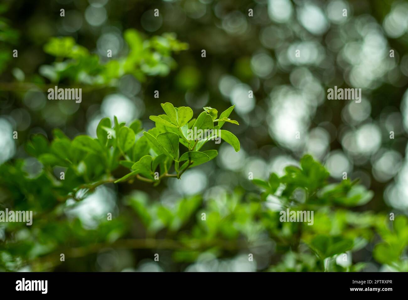wood-apple and elephant-apple that green and small a bunch of stalks and leaves Stock Photo