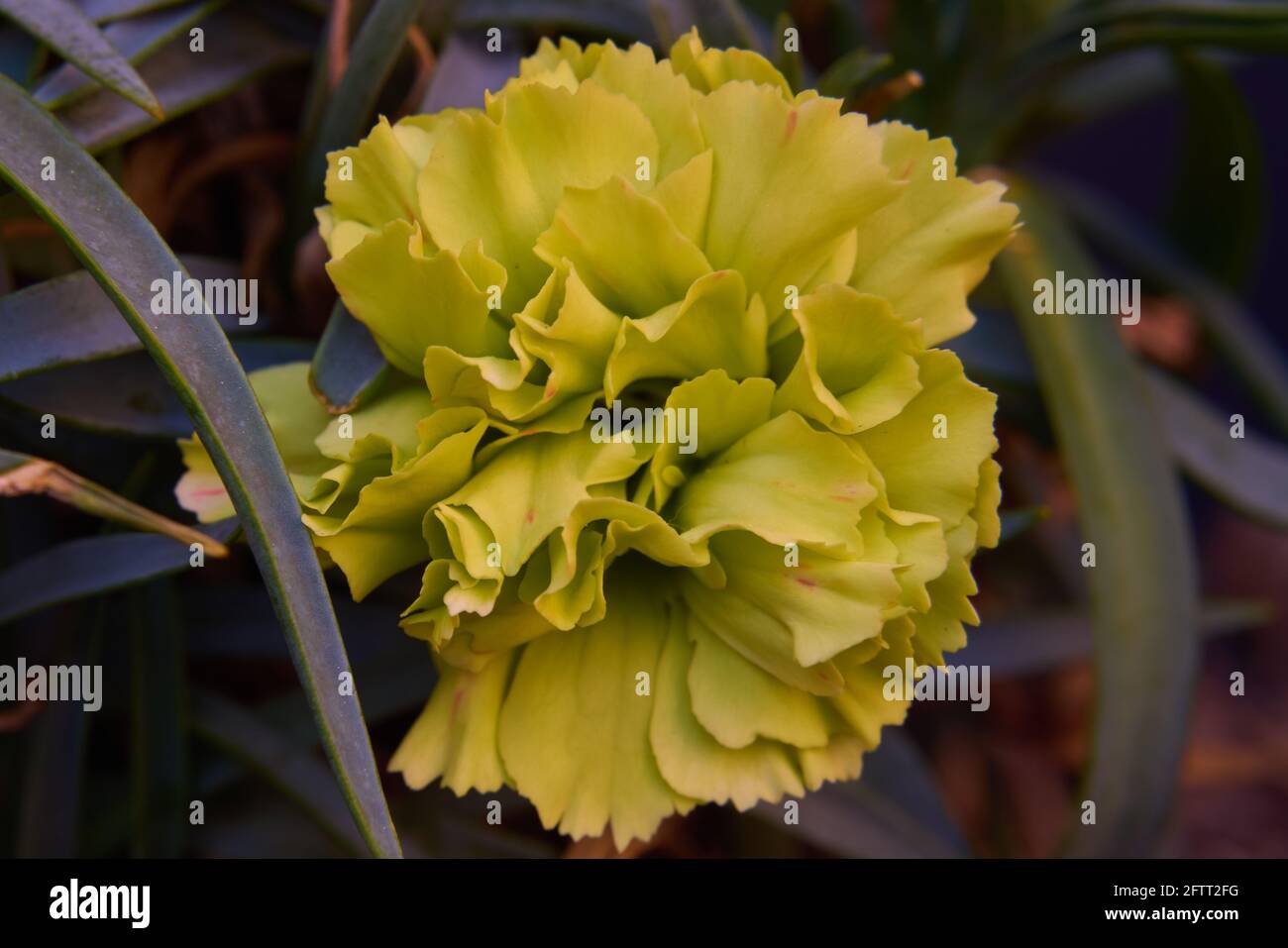 Yellow carnation or carnation flower, Dianthus caryophyllus, in early ...
