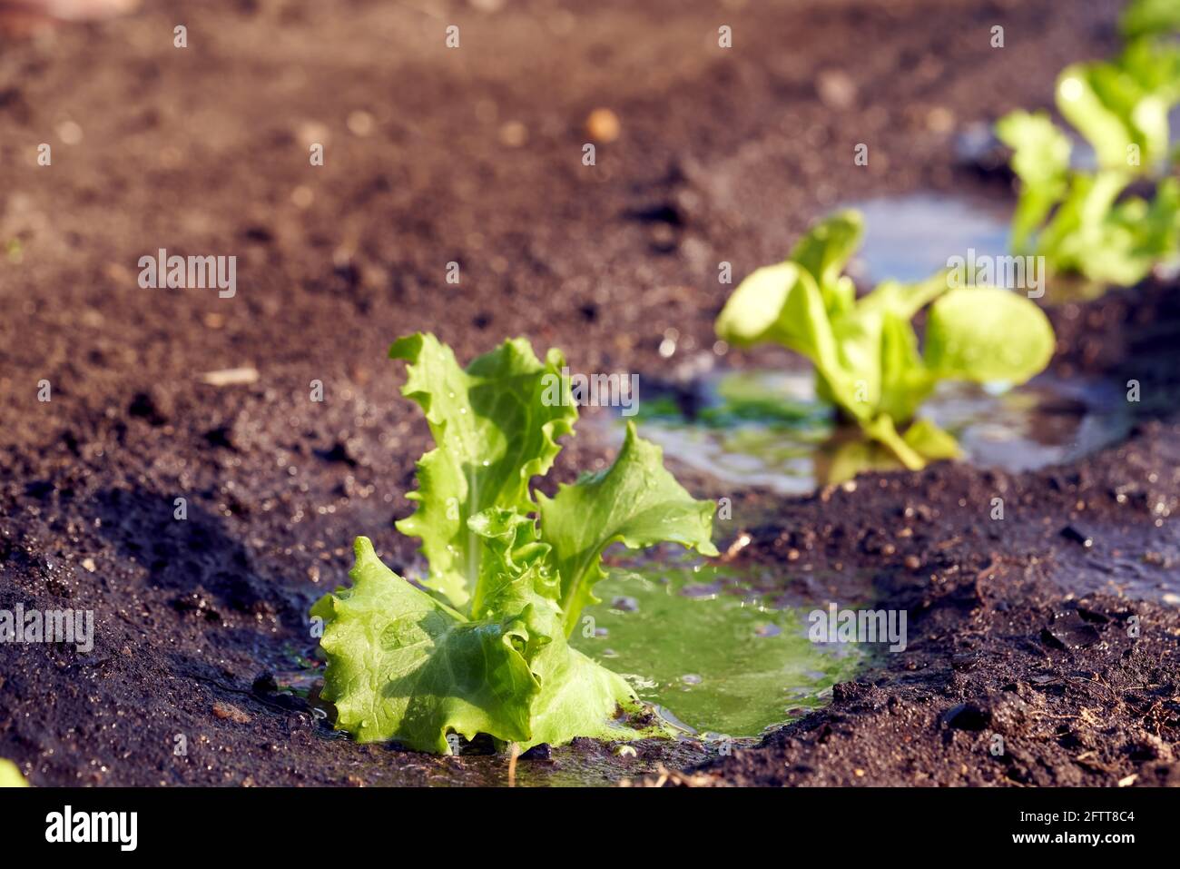 Lettuce seedlings growing in soil in a garden in spring, after being watered Stock Photo