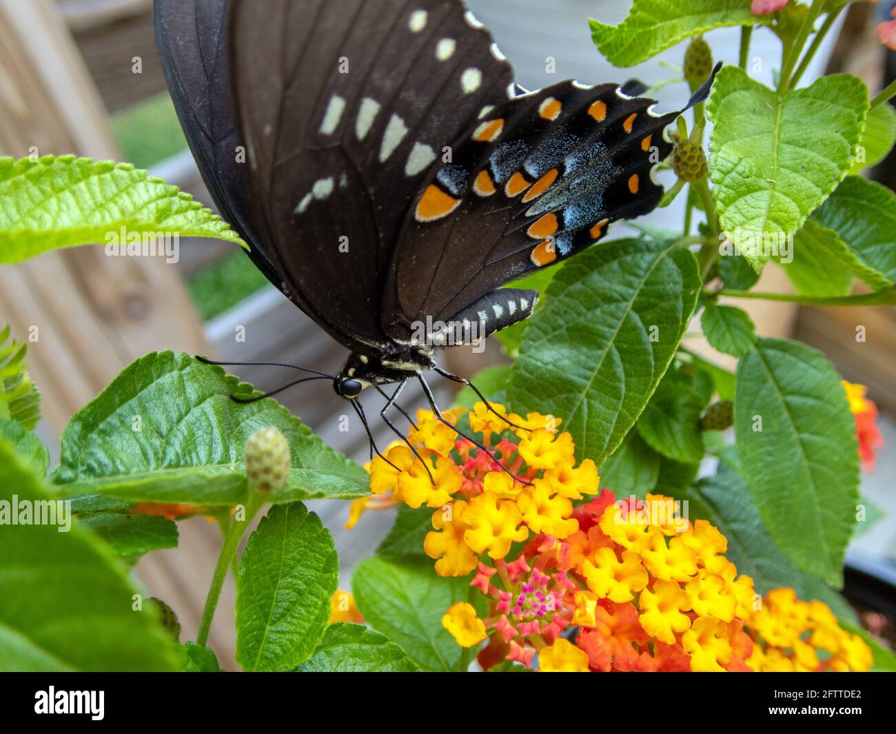 This closeup view of the body and face of a swallowtail butterfly is a great example for anyone interested in the study of insects and particularly bu Stock Photo