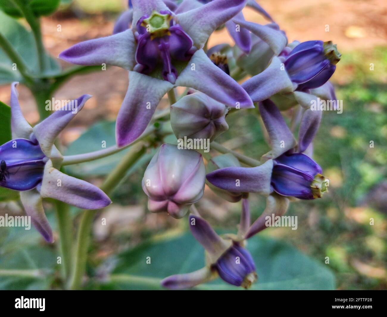 Beautiful calotropis gigantea crown flower arakha flower close up Stock Photo