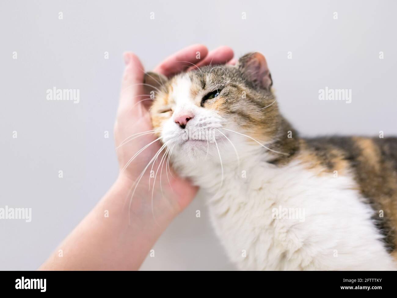 A person petting a Calico tabby shorthair cat with "cauliflower ear," a