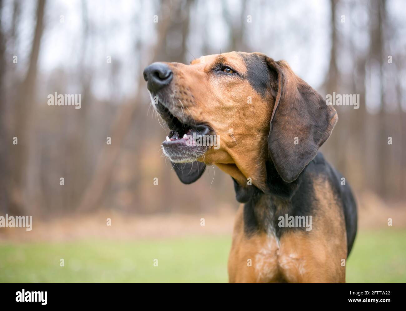 A red and black Coonhound dog barking or howling outdoors Stock Photo