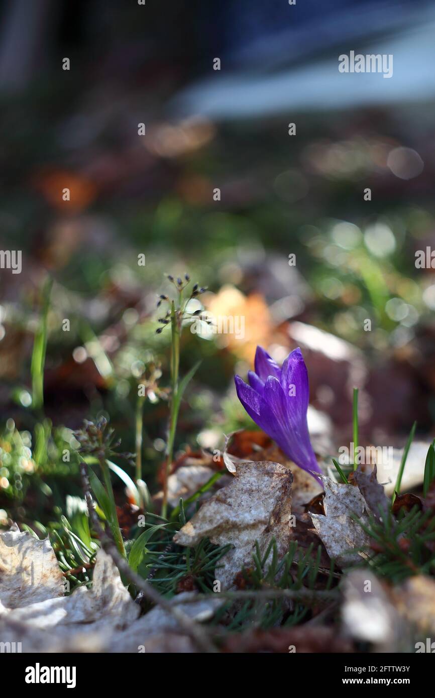 Colorful photo of early spring crocus with nice bokeh effect. Taken with russian vintage portrait lens. Stock Photo