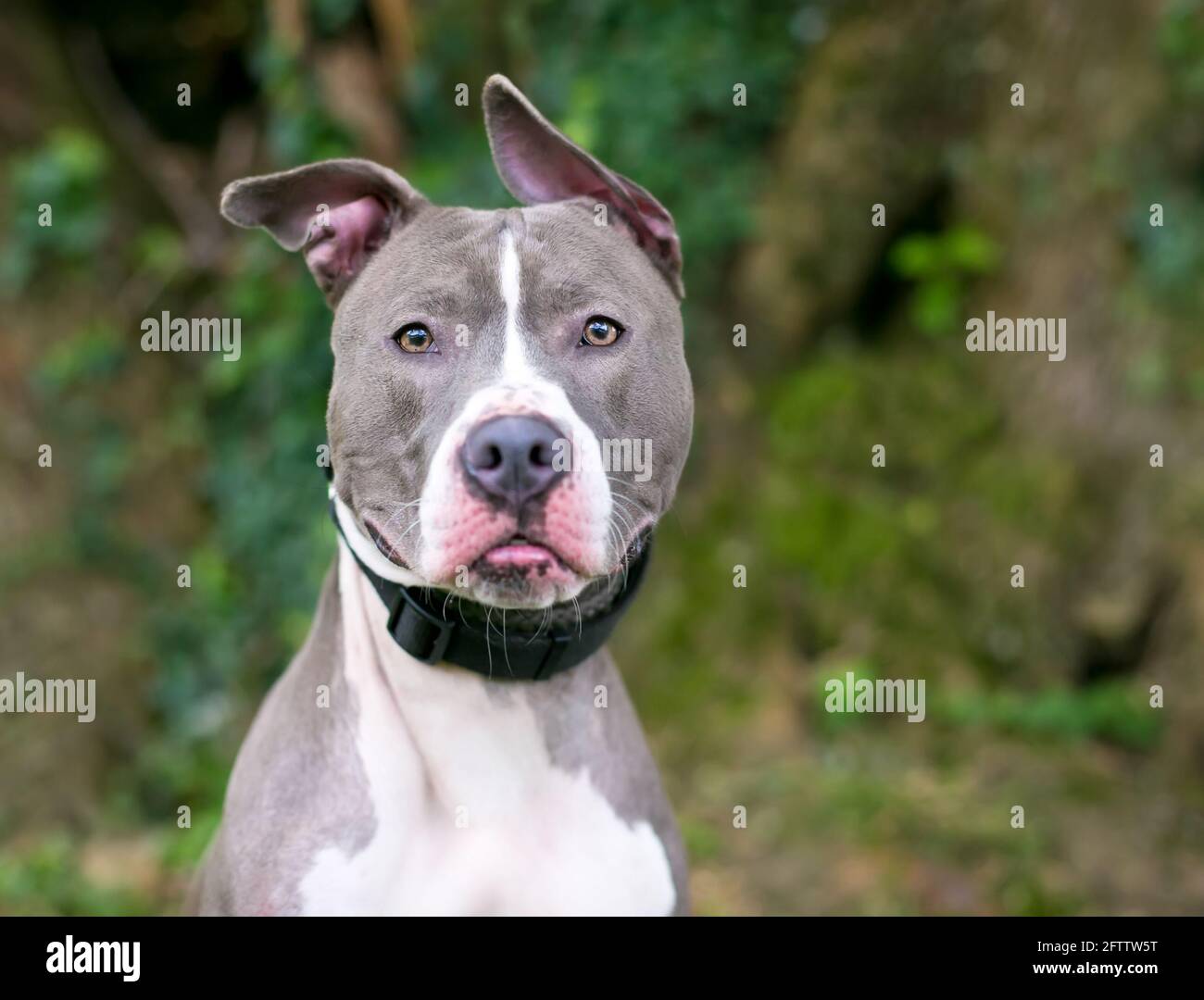 A gray and white Pit Bull Terrier mixed breed dog with floppy ears Stock Photo